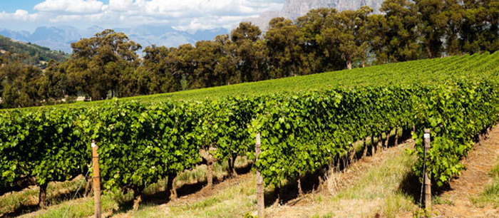 Garden Route Wine Estates