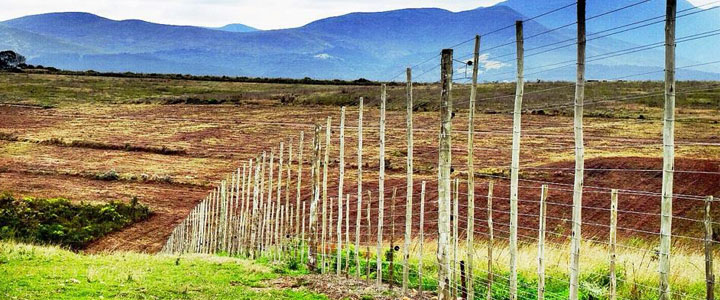 Buffalo City Organic Producers