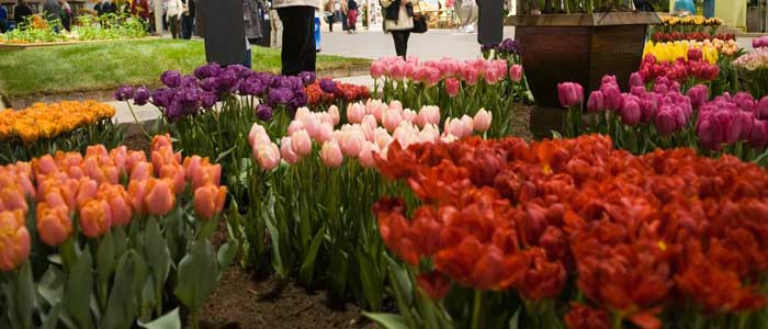 Hermanus Flower Festival, Western Cape, Flowers, Festival